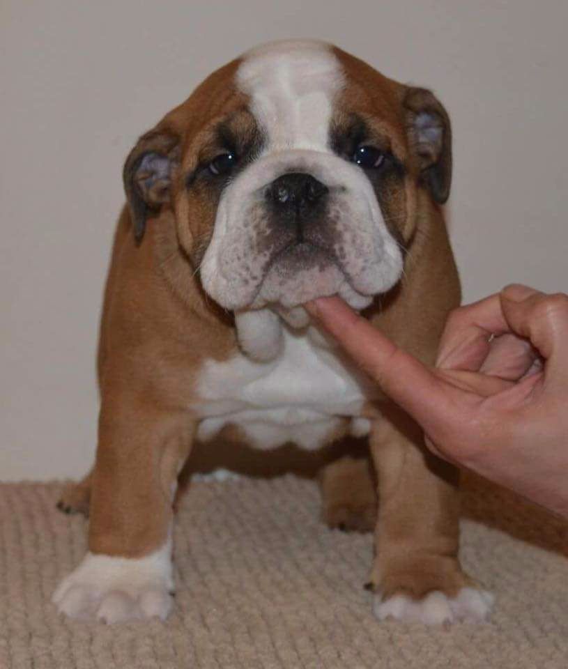 Under Jaw Bull's - Chiot disponible  - Bulldog Anglais