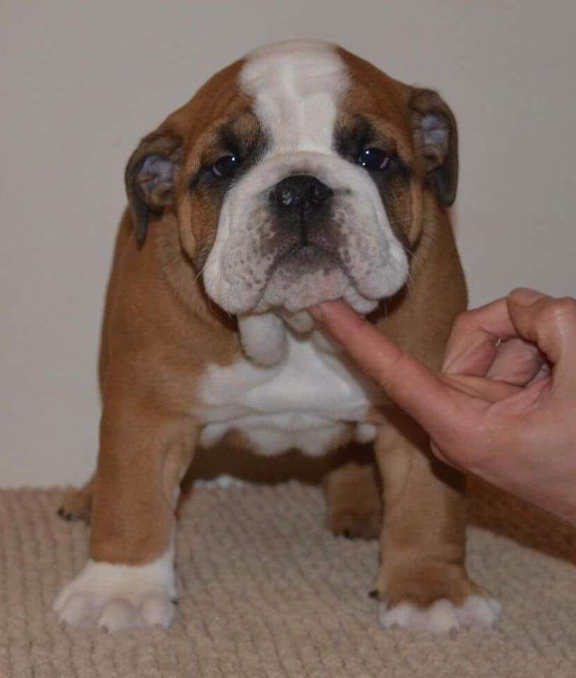 Under Jaw Bull's - Chiots disponibles - Bulldog Anglais