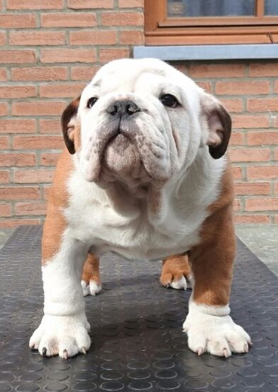 Under Jaw Bull's - Chiots disponibles - Bulldog Anglais