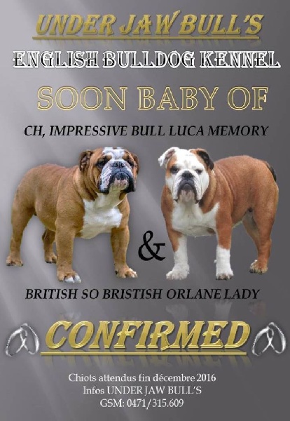 Chiot Bulldog Anglais Under Jaw Bull's